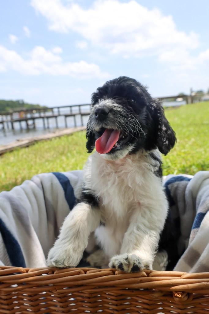 Oreo